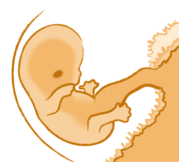 Extremitäten beim Baby im Mutterleib sind erkennbar Extremitäten beim Baby im Mutterleib sind erkennbar